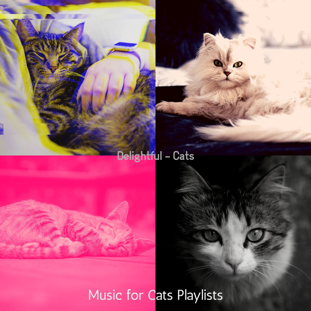 Sunny Kitty. Cat for playlist. LEEKNOW help for Cats. Playlist Covers Cats.