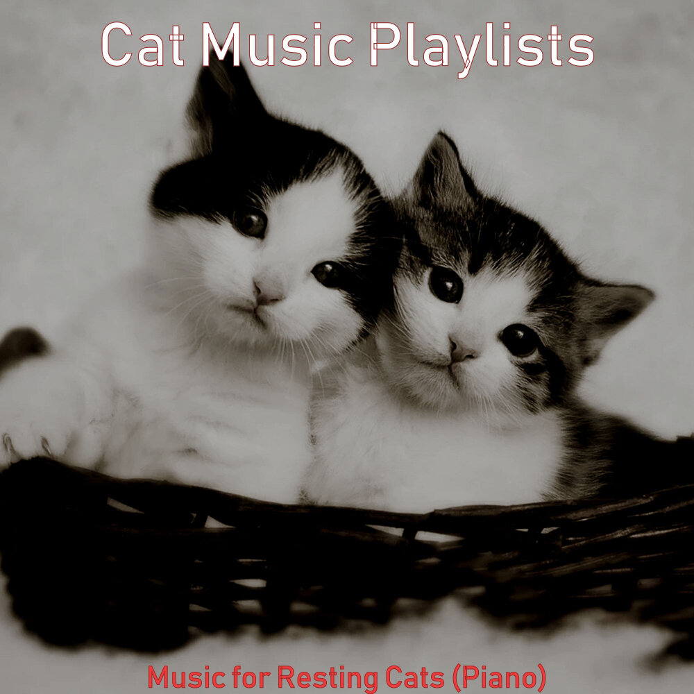 Песня веселая кошка. Песня про кошечку. Чувства кошек. Кошачья музыка для кошки. Мелодия котят.
