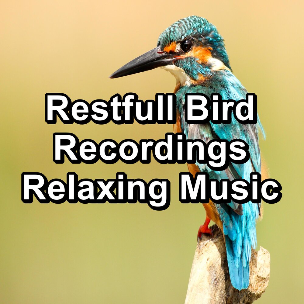 Listening birds