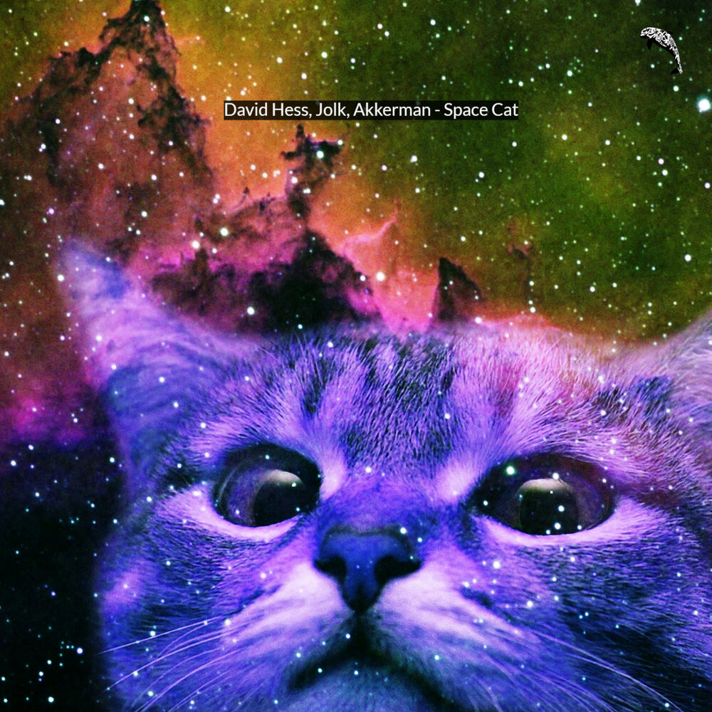 Feeling the space. Space Cat. Кэт Дэвид. Кошки космос и музыка.