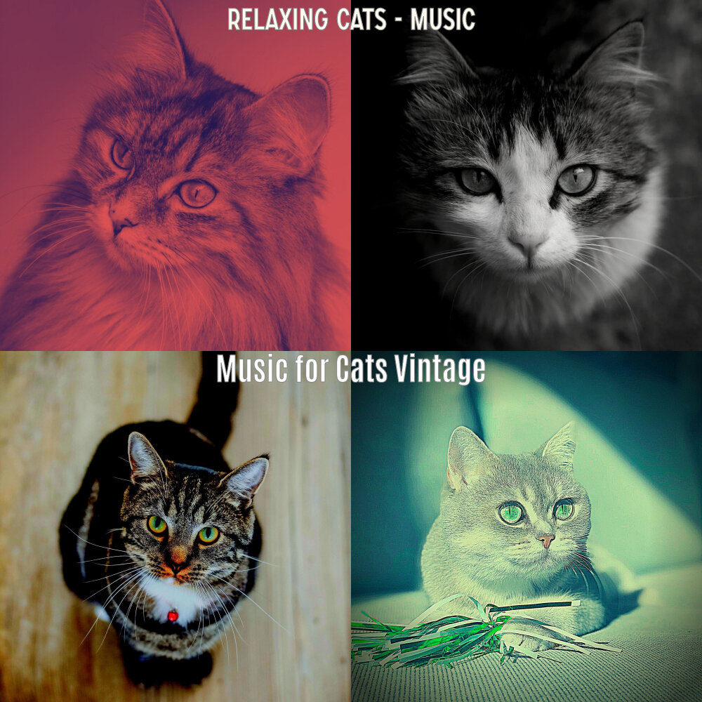 Who wrote the music for cats. Who wrote the music for cats. Nice cat. Feelings kitten. Who wrote the music for cats.