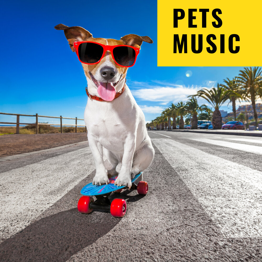 Pets музыка. Music Pets.