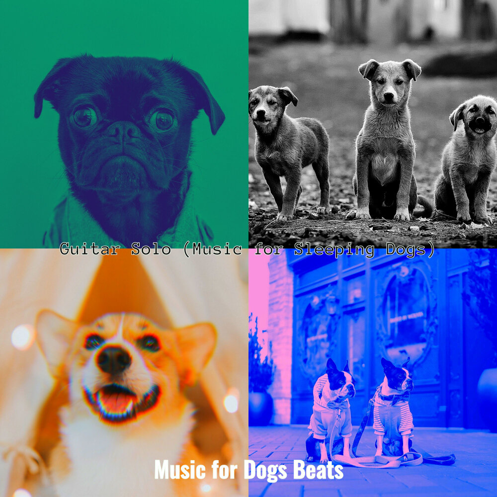 Dog beats