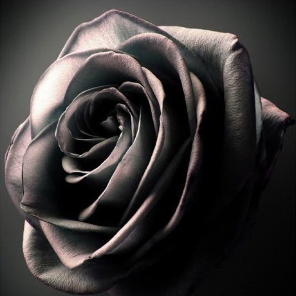 Черная роза аватарка