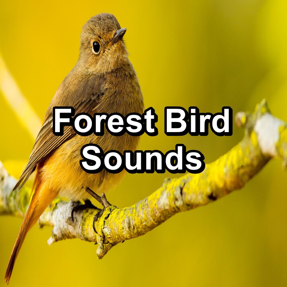 Bird Sound.