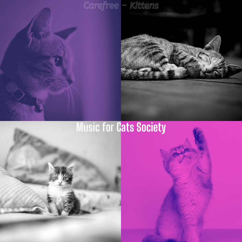 "Music for Cats" && ( исполнитель | группа | музыка | Music | Band | artist ) && (фото | photo).