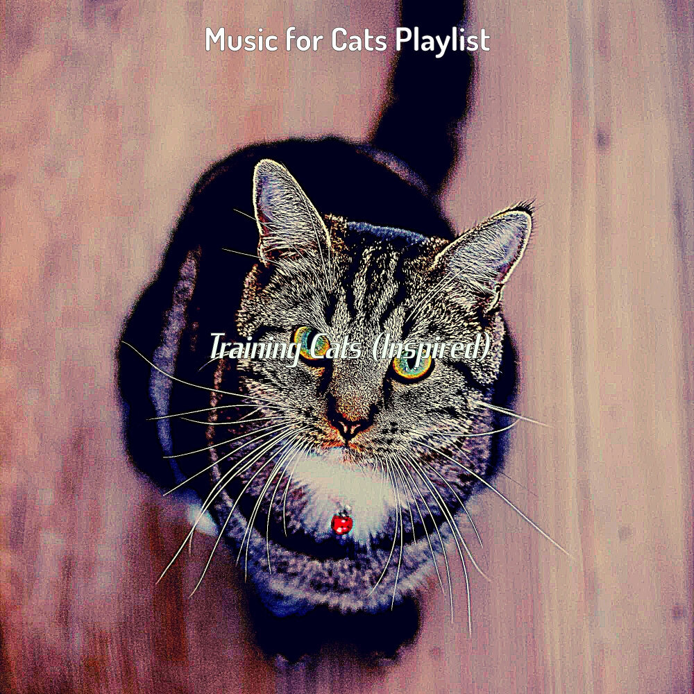 Music for cats. Кошачья музыка для кошки. Мелодии про кошек. Звук кошки. Кошка Люкс.