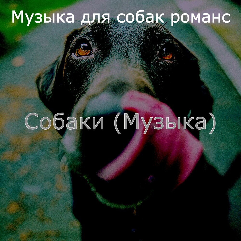Собак саундтрек. Песня про собаку. песня пес. музыка для хорошего настроения собак. мелодия собак.