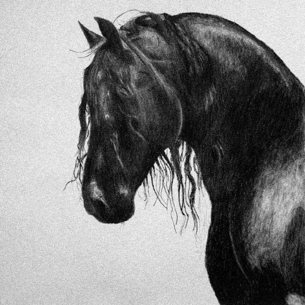 Лошади вытянувшие черные головы и согнувшиеся. Фризская лошадь белая. Черный конь. Лошадь черно белая. Голова лошади.