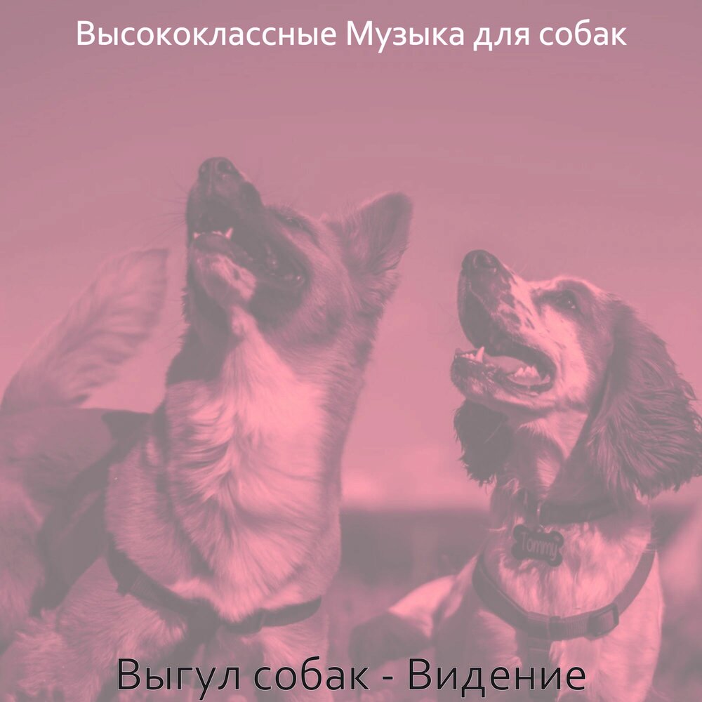 Собака музыка. Собачья песня. Песни про собак. Приятные звуки для собак слушать.