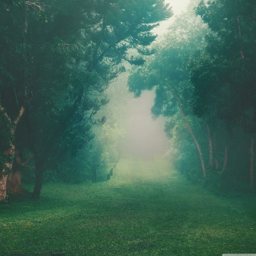 Olson nozzle. Обои с лесом. Фон синего леса. Назначение, принцип действия тсо smoke cloak. World of tanks убрать туман.