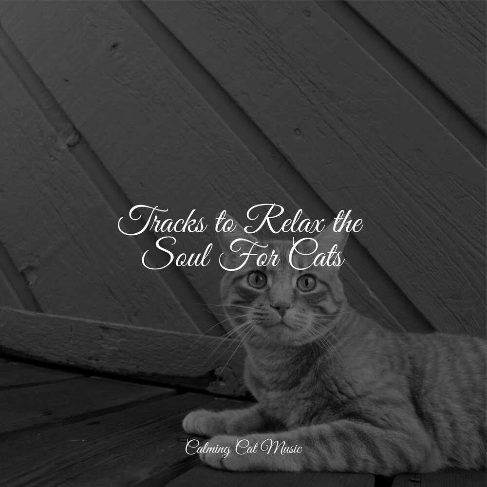 Who wrote the music for cats. Who wrote the music for cats. Relaxing music for cats. Обложки музыкальных альбомов с котами. Who the music for cats by.