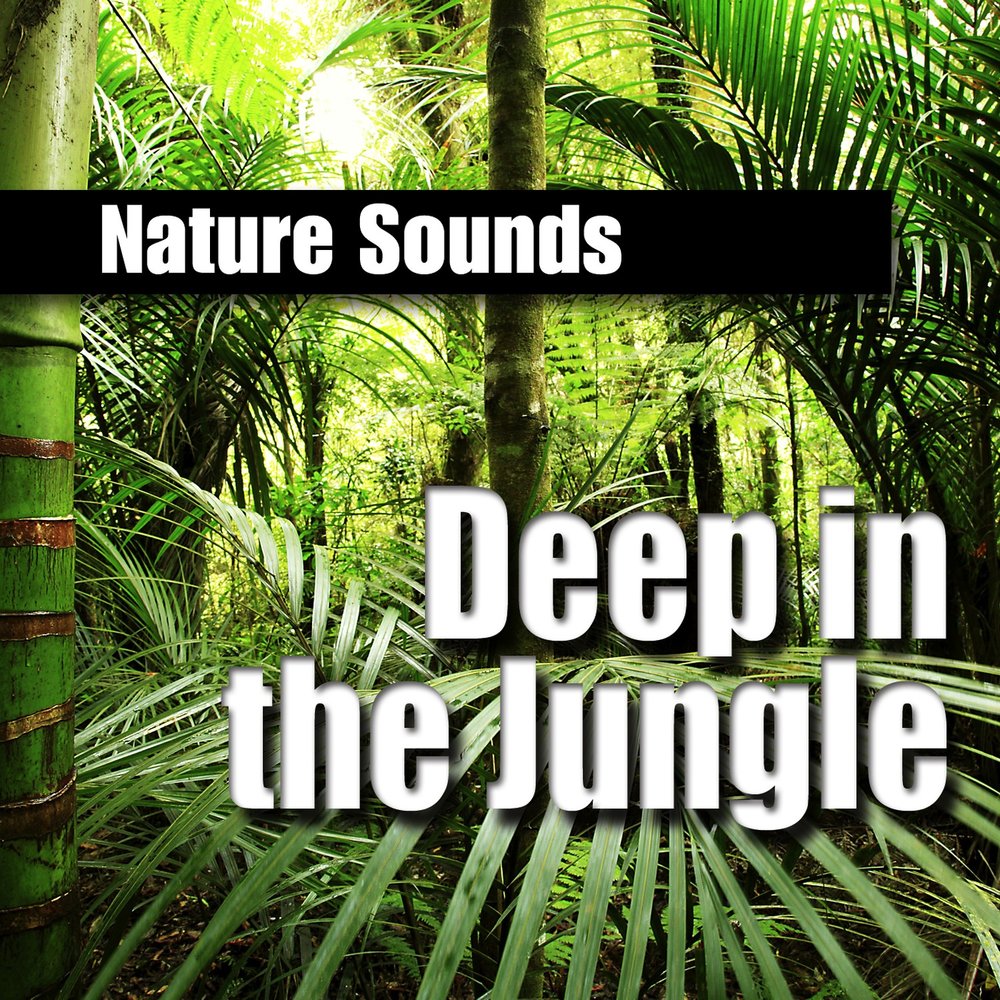 Jungle песня перевод. Nature Sounds in the Jungle. Jungle песня. Песня про джунгли. Джунгли mp3.