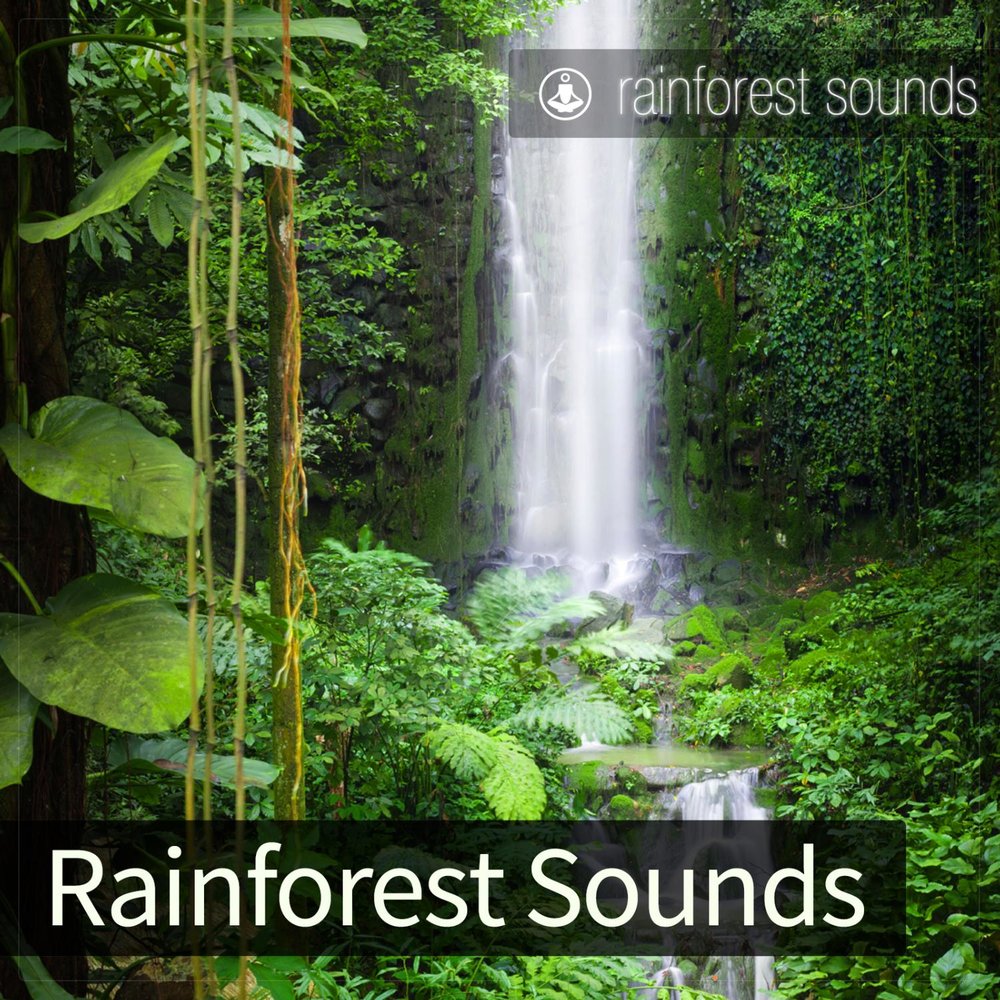 Forest soundtrack