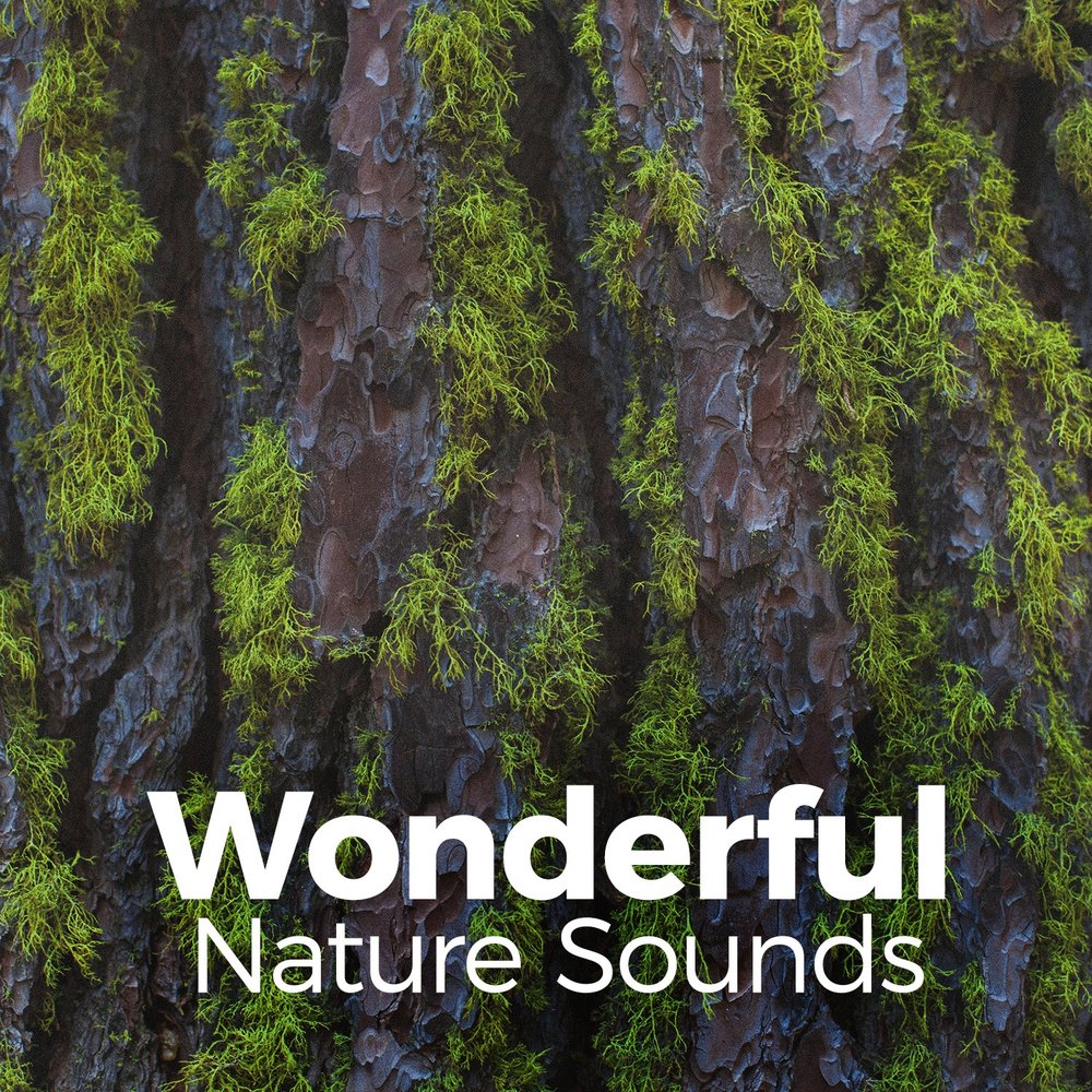 Nature song. Sounds of nature. Natural Life.