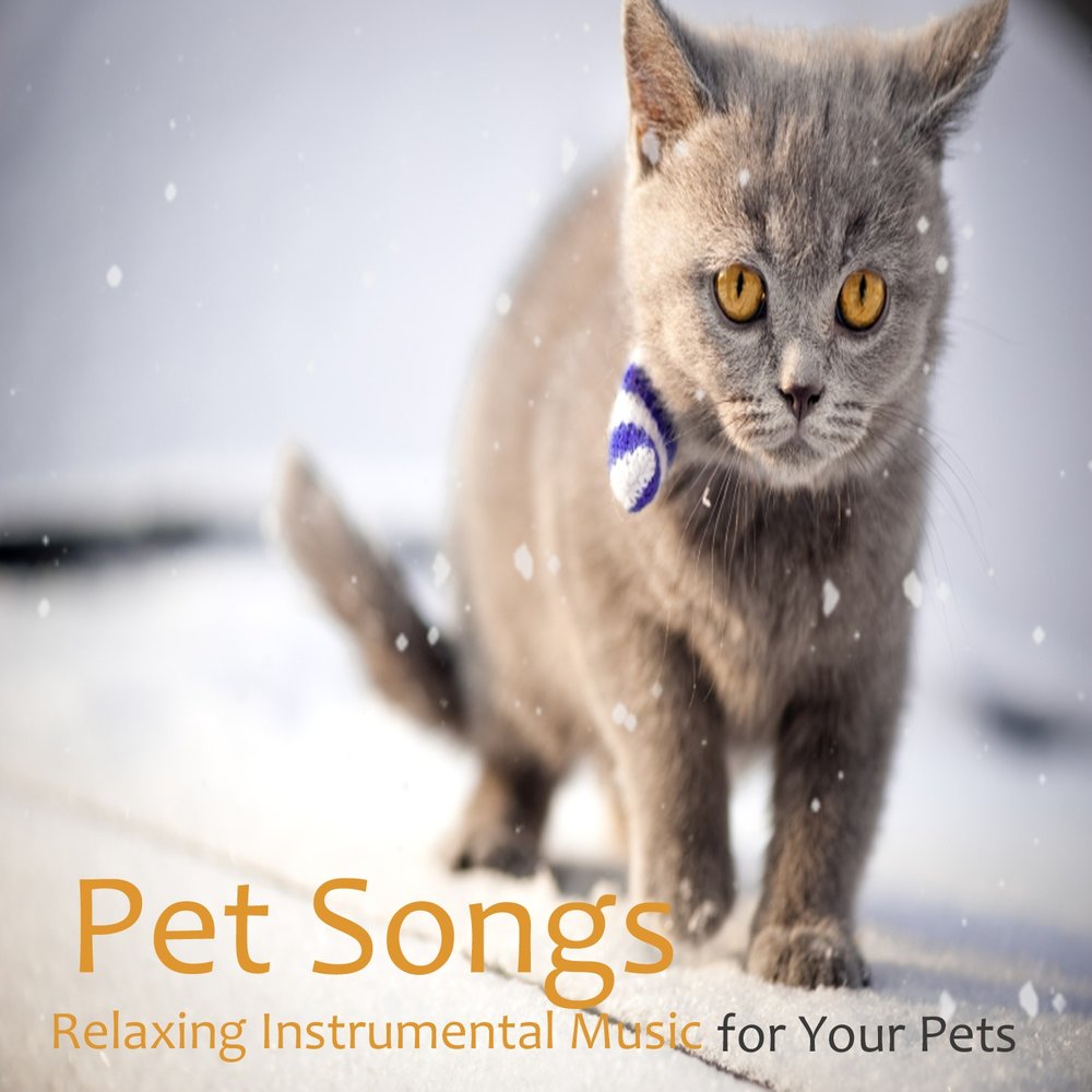 Песня питомцу. Pets Song. Songs for Pets.