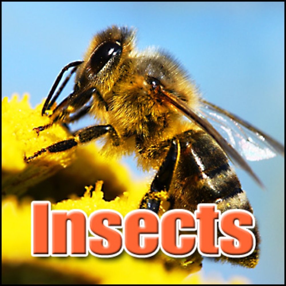 Звук пчелы слушать. Звук пчелы. Пчелиные звуки. Звуки насекомых. Звук пчелы на английском.