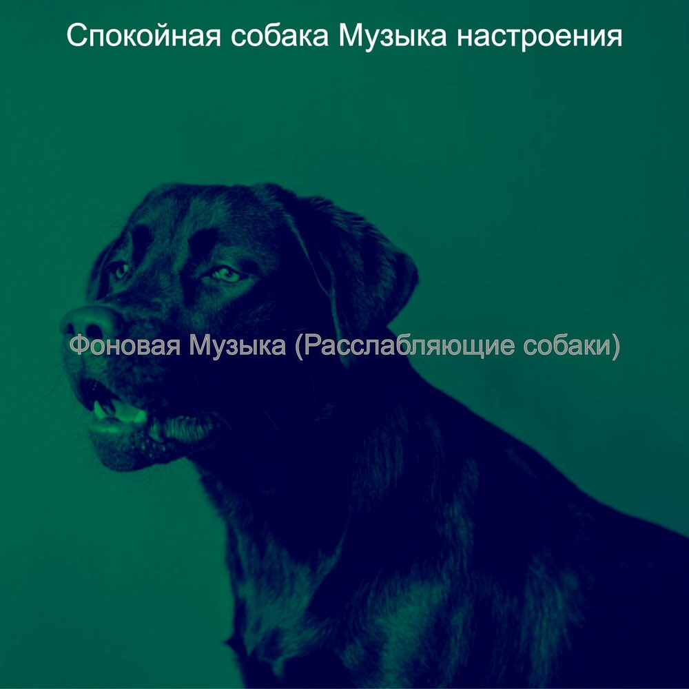 Песенки про собак детские. Лучшие песни про собаку. Песни про собак. Лучшие песни про собаку. Моя собака песня.