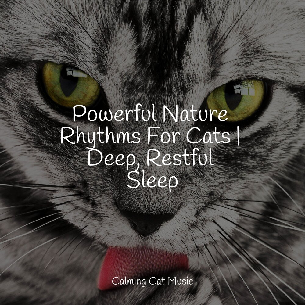 Music for cats. Calming Music for Cats. Music Therapy for Cats.