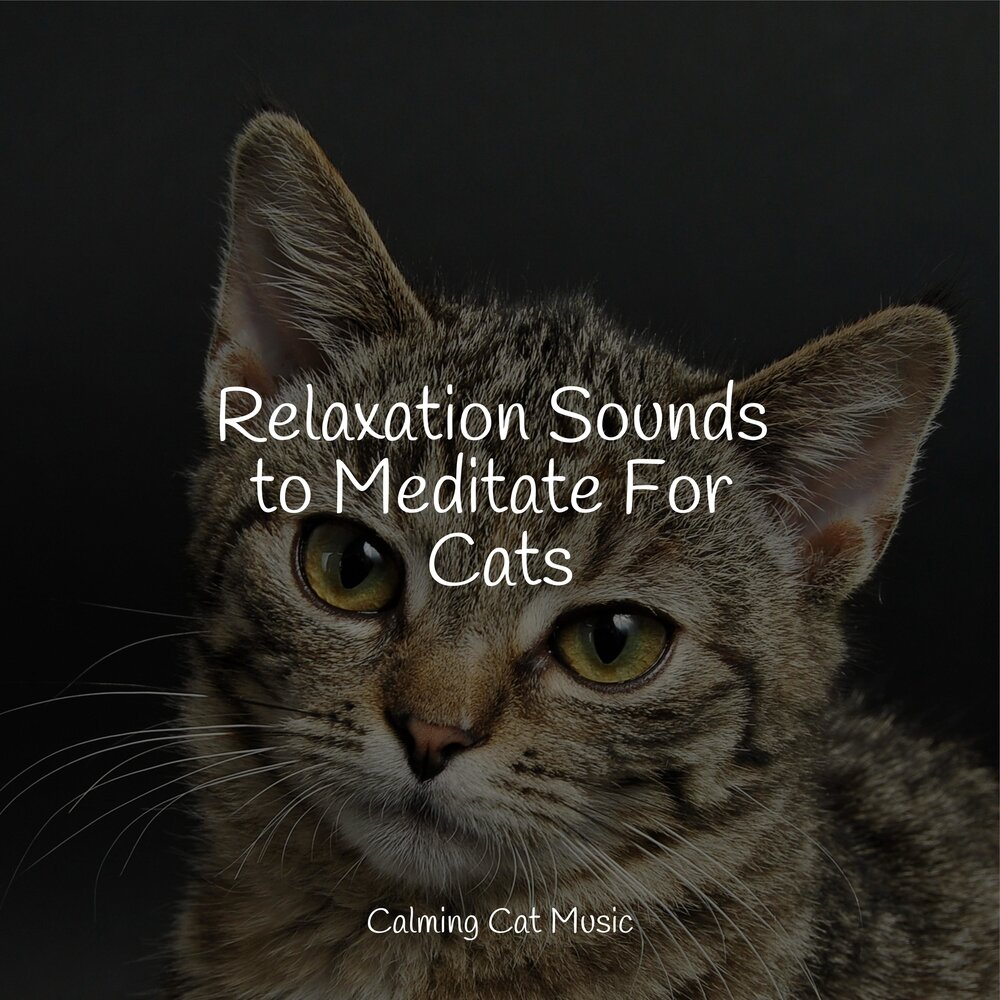 Music for cats. Music Therapy for Cats. Cat Music.