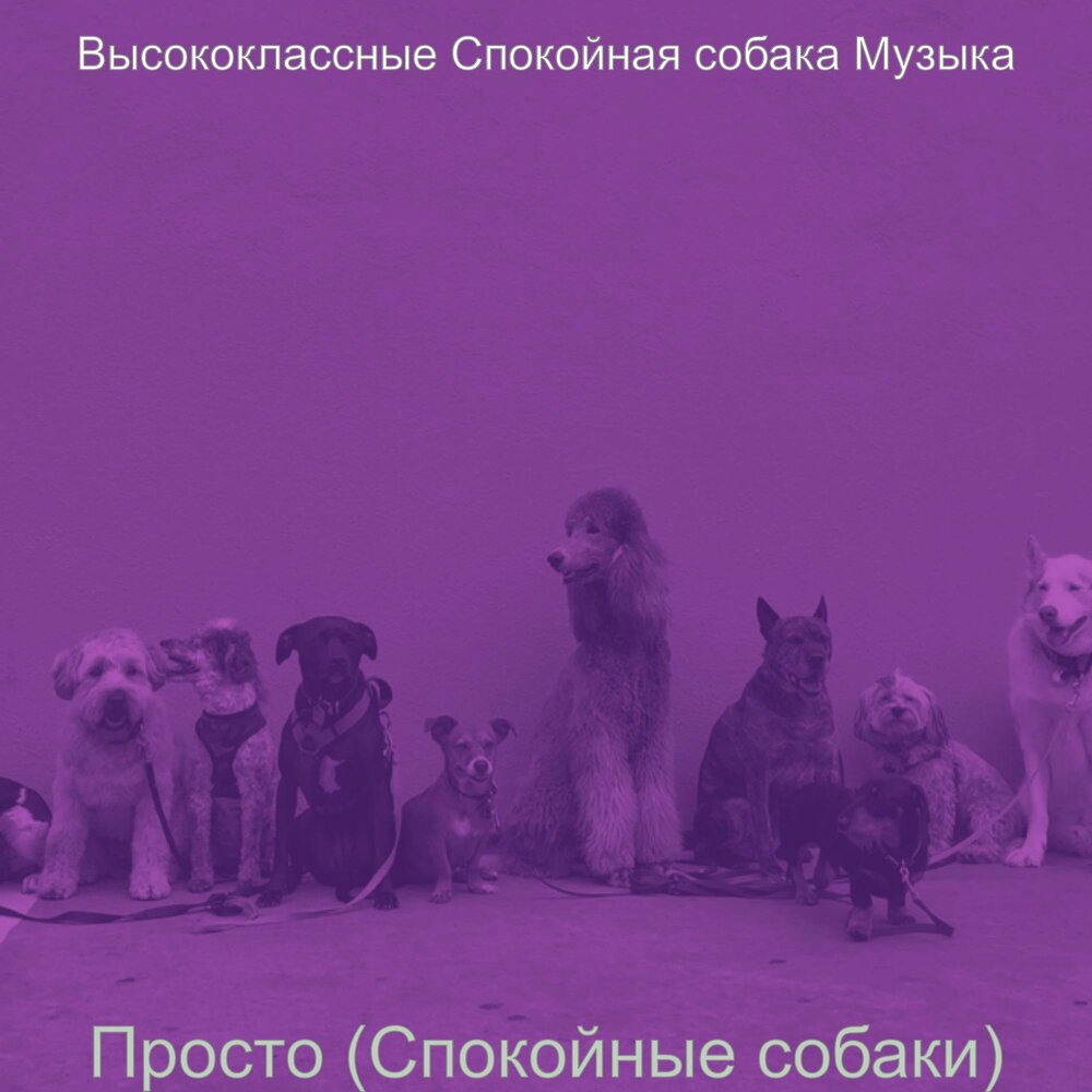 Музыка моя собачка где то дороже тебя. Песня про собаку. Протокол расслабления для собак. Никогда щенки песня.