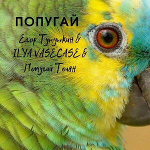 Попугай Толян