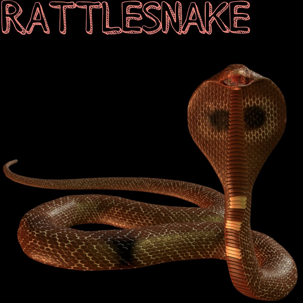 Пустынные змеи тень. Змеи СЛУШАЮТ. Rattle Snake synonym. X_Rattle_Snake_Kate_x.