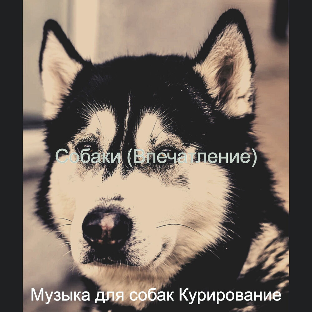 Собак саундтрек. Песня про собаку. щенки песни. она собака песня. песня про щенка.