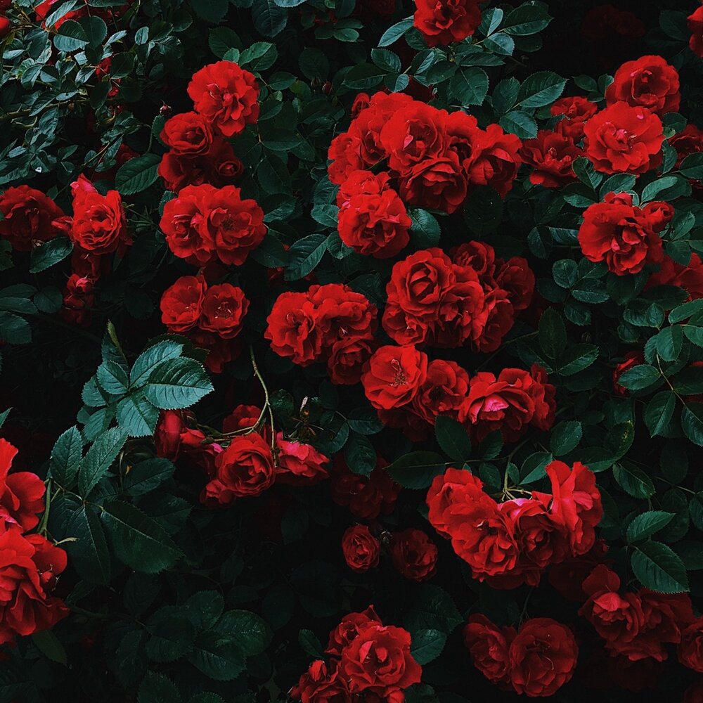 Red roses steam фото 9