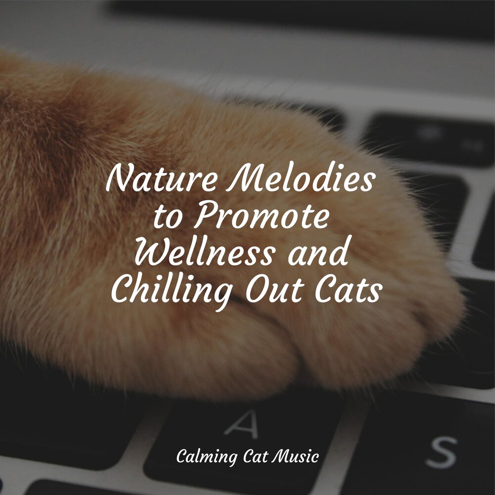 Music for cats. Zoning out Cat.