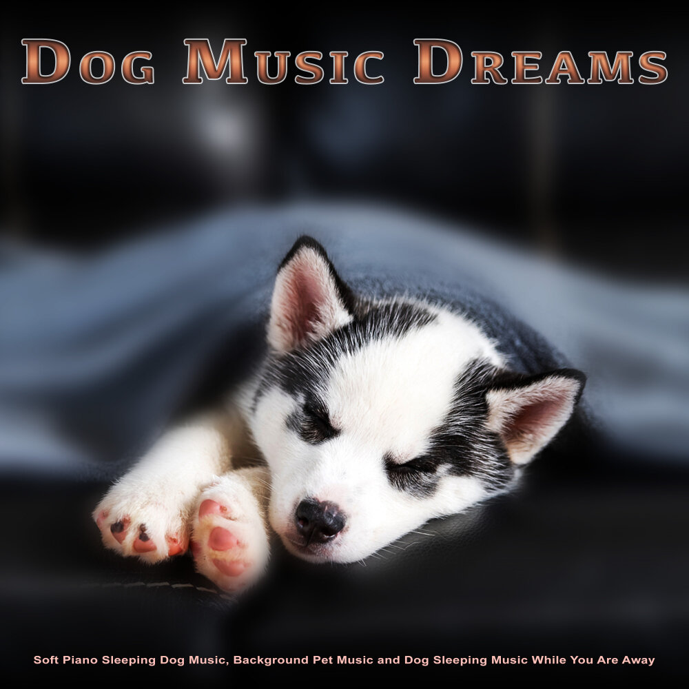Dreaming dog. Dogs dream. Dream dog. Dogs dream. Dogs dream.
