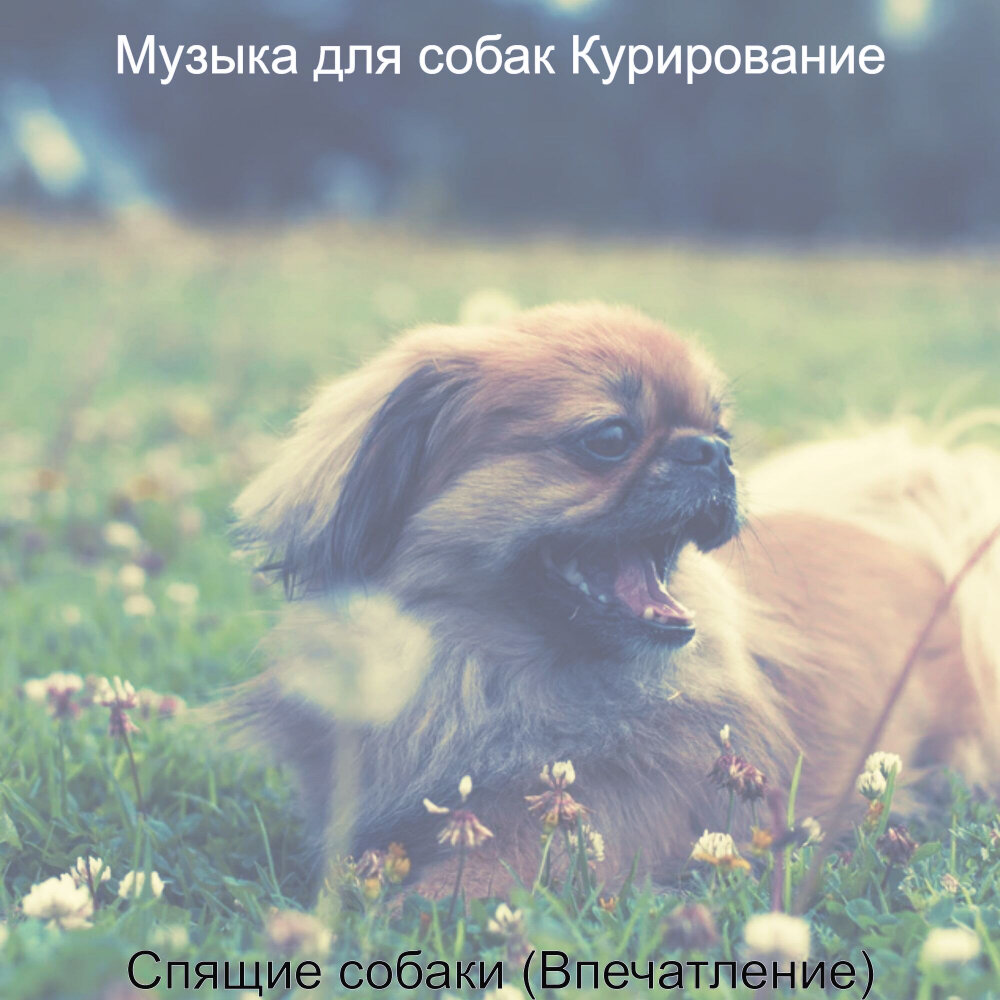 Включи песню dog. Собака мечты. Щенки песни. Щенки плейлист. Музыка для хорошего настроения собак.