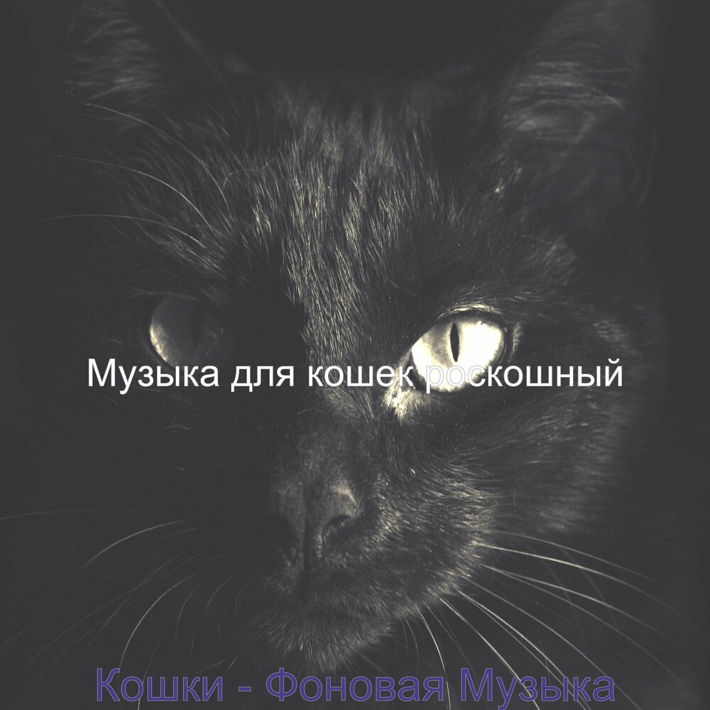 Кошачьи мемуары. Дэвид тейе музыка для кошек. Музыка для кошек. Кошки у незамужних. Музыка музыка кошка моя.