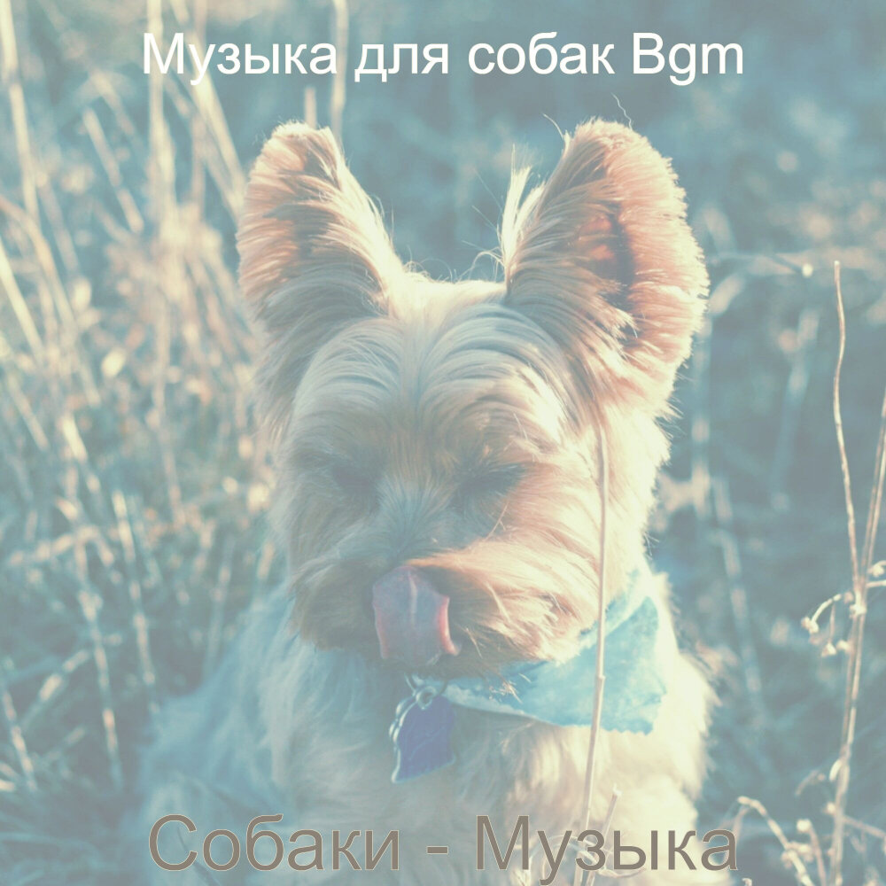 Музыка для собак. Собака музыка.