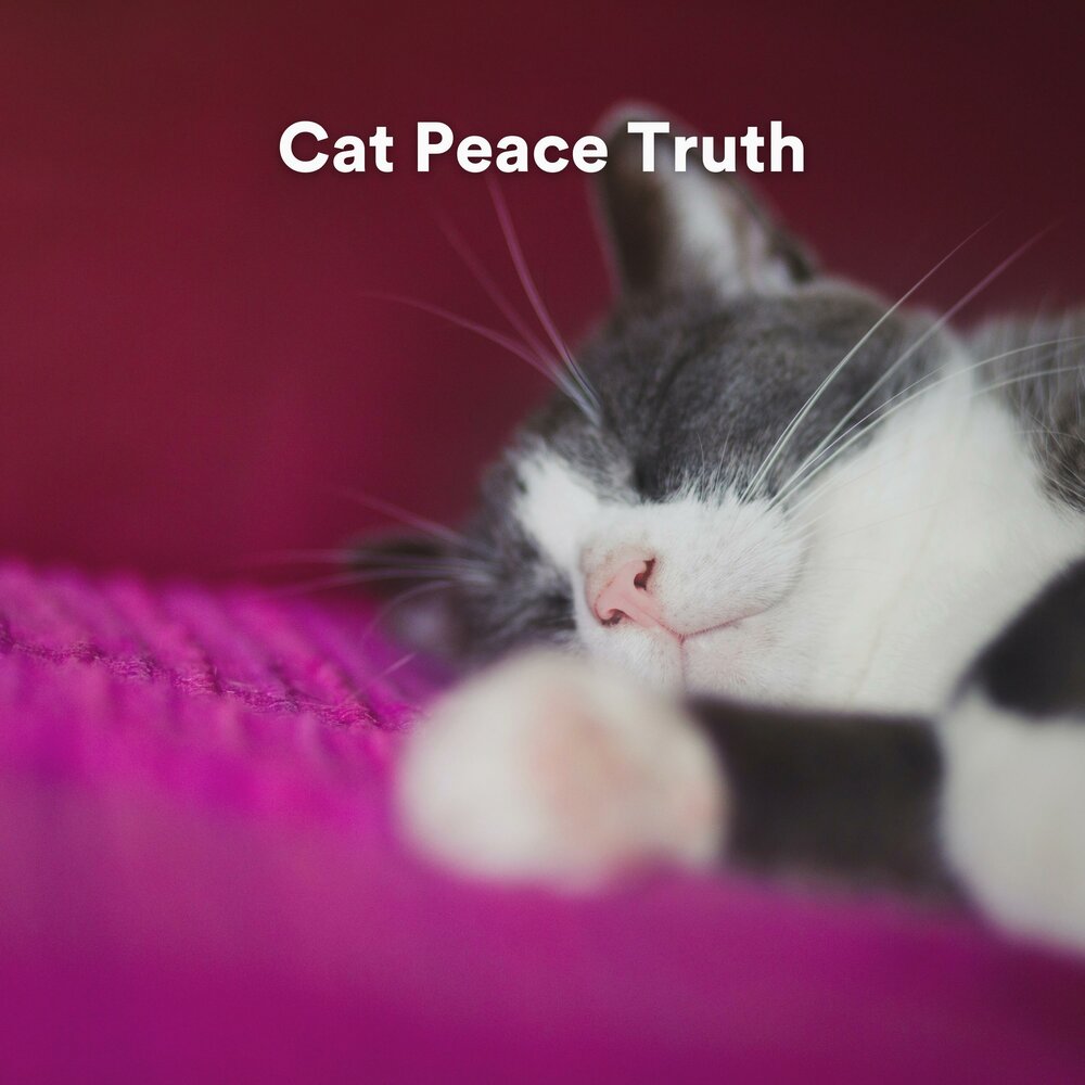 Кошечка минус. Peace Cat.