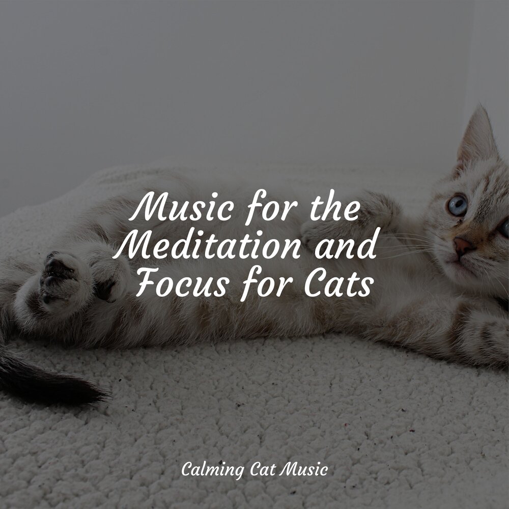 Music for cats. Relaxing Music for Cats. Relax Cat Music. Gray Reaxed Cat.