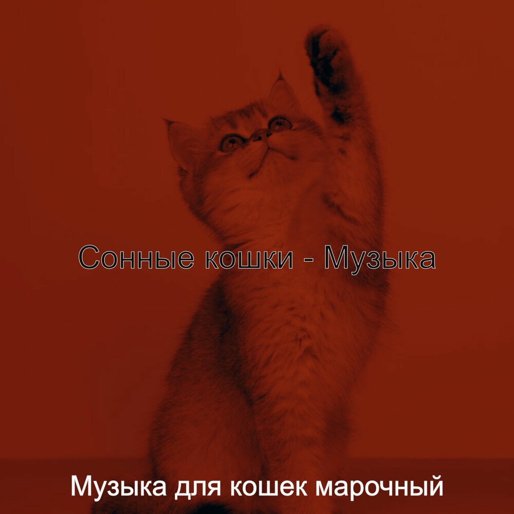 Раса кошка. Физкультминутка кошка для дошкольников. Будто кошка песня. Раса кошка клип. Будто кошка песня.