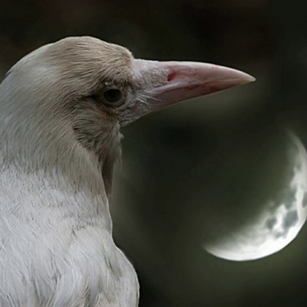 Птица объявится белая ворона. Ворона альбинос. Ворон альбинос. Грач альбинос. Вороны альбиносы.