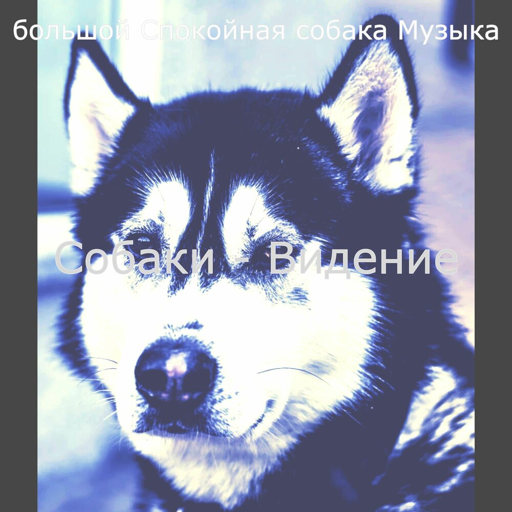 Большая собака песня. Песня она собака. Музыкальная собака россия. Большая собака песня. Песни про собак.