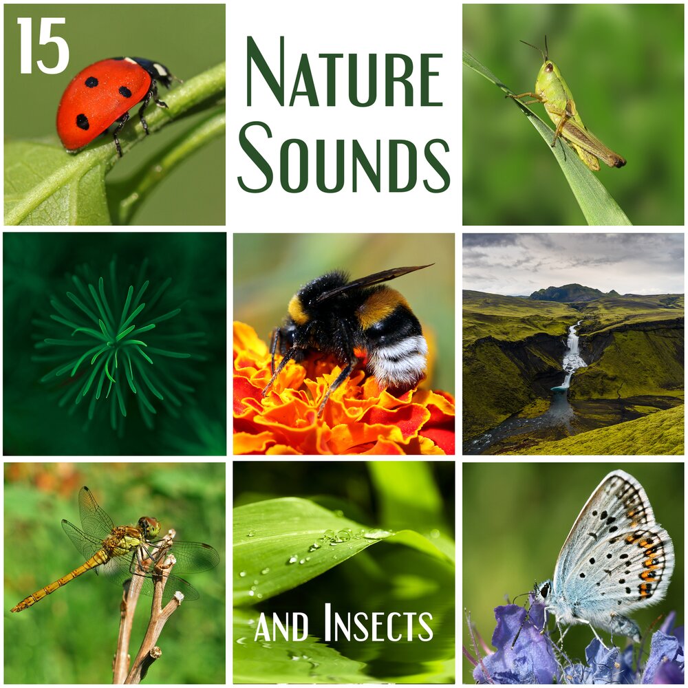 Natures project. Echoes of nature 5cd. Echoes of nature Frog Chorus.