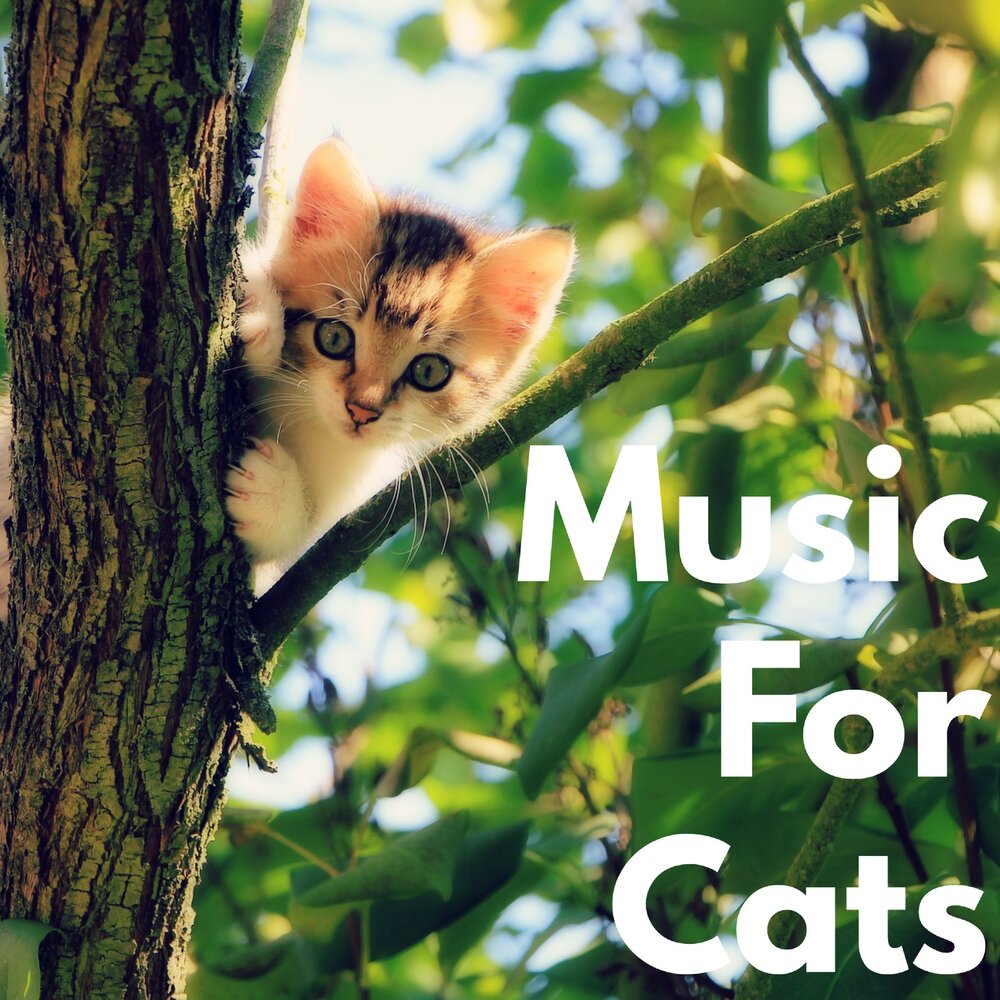 Music for cats. Cat слушает музыку. Cat Zone. Cats Musical Memory.