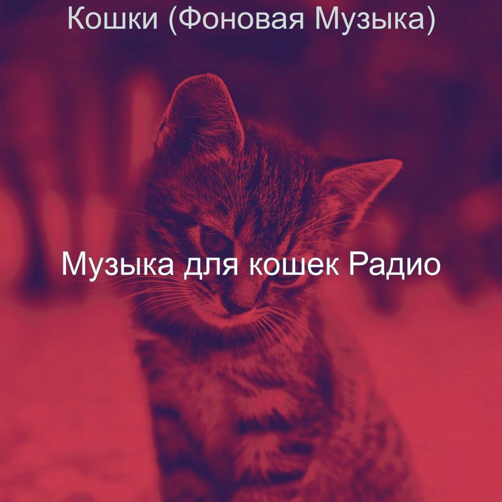 Музыка для котят. Песни про кошек.