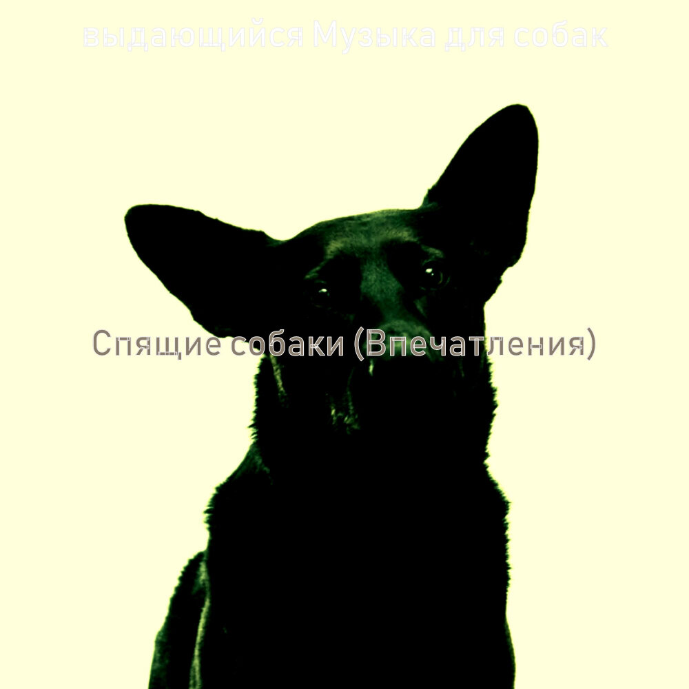 Собака и громкие звуки. Голос собаки видео. Недоверчивый взгляд собаки. Голос щенка слушать. Голос щенка слушать.