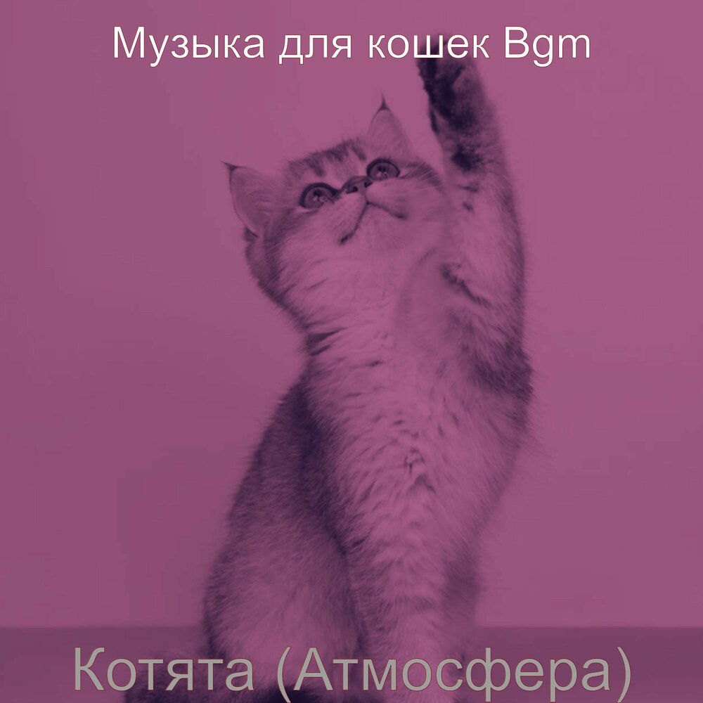 Песни про котят. Эмоции котенок альбом. Усыпляющая музыка для кошек.