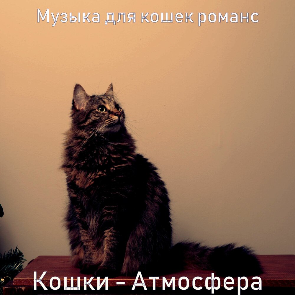 Песня кош. Кошачья песня. Музыка для кошек. Песни про кошек. Inspiring atmosphere Cats.