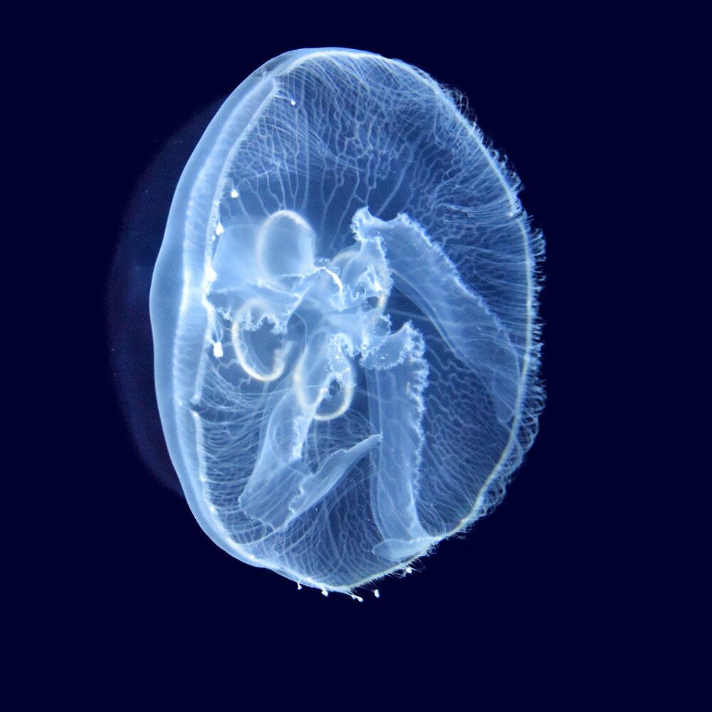 Занесе ое. Движение медузы. Ocean Deep Lelas. Sea Urchin.