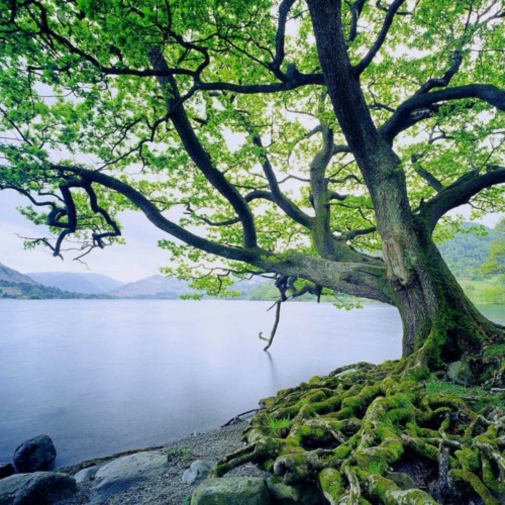 Water tree. Дерево над водой. Дерево возле воды. Дерево на берегу реки. Дерево около озера.