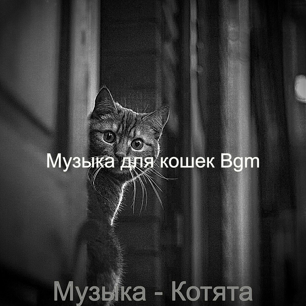 Слушать песню котенок мой. Песня про котят. Слушать песню котенок мой. Котенок слушает музыку. Слушать песню котенок мой.