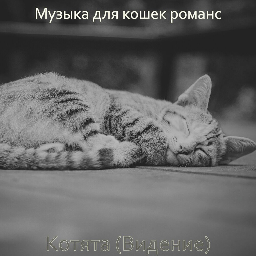 Кошачья песня. Песни про кошек. Песня про котиков. Музыка для кошек.