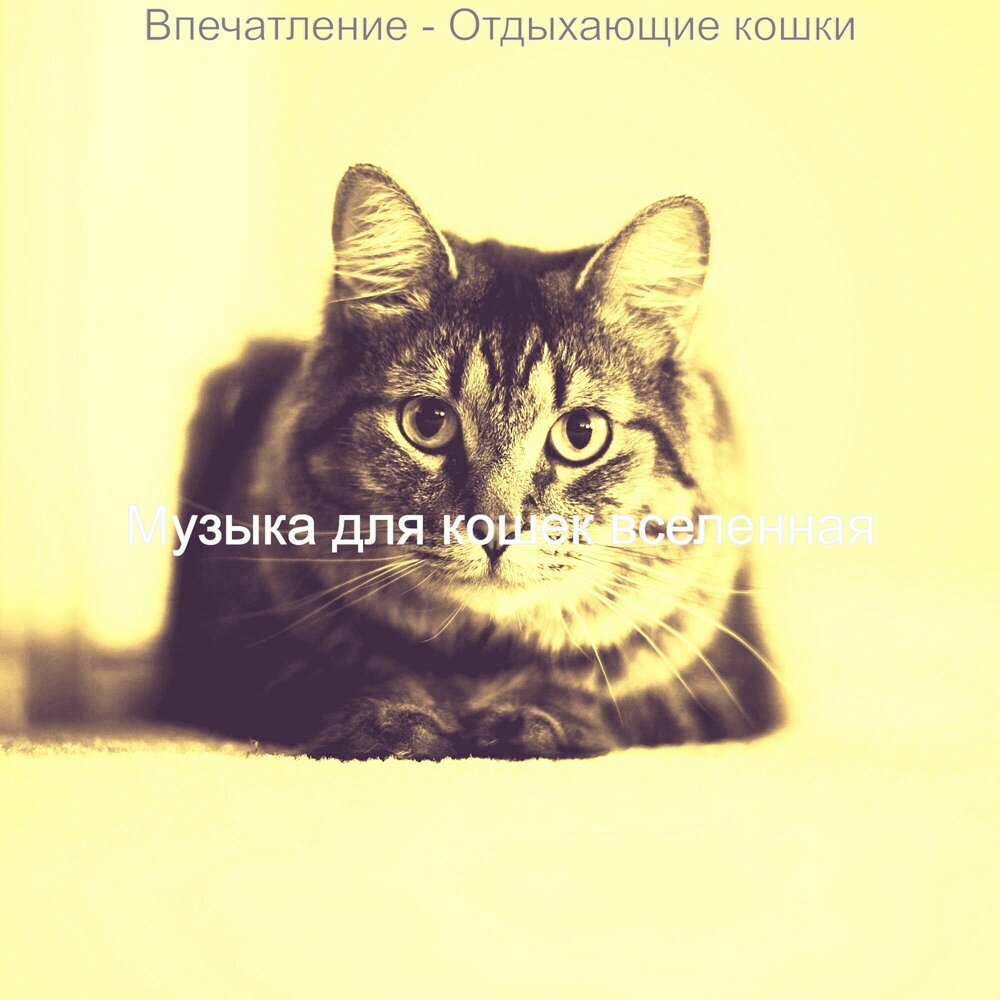 Песни моя кошка. Рыжий кот мурлыка песня. Песни про кошек. Песни моя кошка. Ноты для фортепиано.
